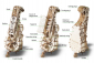Ugears 3D dřevěné mechanické puzzle Hurdy-Gurdy