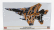 Hasegawa Mcdonnel douglas F-15dj Eagle Aggressor Tiger Scheme Military Airplane 1988 1:72 /